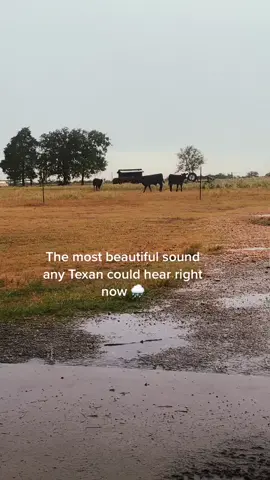 Just taking it all in! #texasdrought2022 #itsfinallyraining #happycows