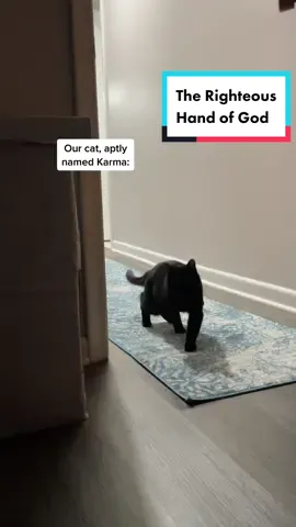 😮‍💨 closing the door will only heighten the chaos #cat #catsoftiktok #deafcat 