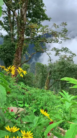 Beauty of nature gives you best relief vibes.🏔🌲🌼🌼 #nature #flowers #forest #cloud #landscape #beautyofnature #beautyofnepal #monsoon #gothen #gatlang #rasuwa #pfy