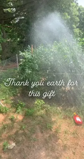 #freshfood #veggies #fyp #forage #forager #garden #earth #earthmama #appalachia #primitive #earthmedicine #beprepared #educationalpurposes #survival #oldways #retokfornature #ptsdawareness #foryoupage #motherearth #gooutsideforever 
