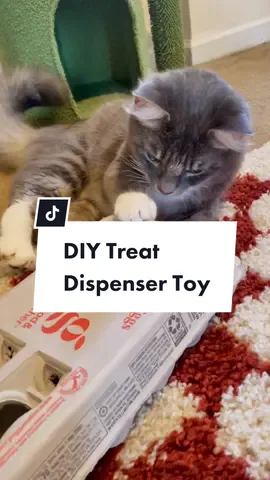 Why spend $30 on a treat dispenser toy when you can do this #catsoftiktok #DIY 