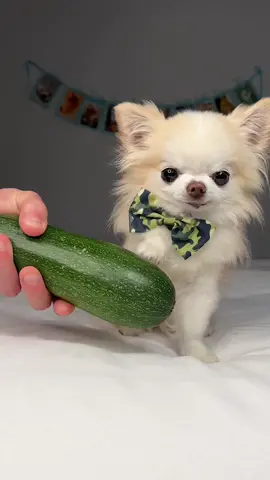 Here comes tiny Cedric showing off the first zucchini he picked from his own garden! 💚 So proud! 🤩 #herecomestheboy #tinydog 