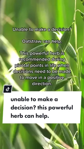 this herb can help you make a decision when decisions need to be made. 🌿 #oatstraw #herbalmedicine #herbalmedicinemaking #herbalist #herbalism #holisticmedicine #herbtok #witchesoftiktok #decisionmaking 