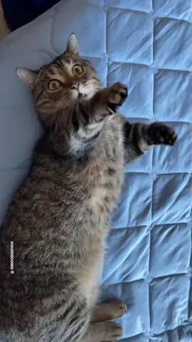 My meowmy said my daddy is a 2!😹😹💕💕💕 #catsoftiktok #cat #kitty #cats #kittens #funny