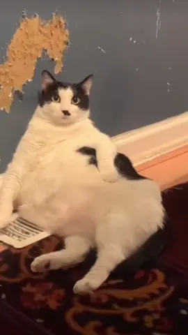 🤣 #cat#catsoftiktok #cats #catslovers #猫#猫可愛い #猫のいる暮らし 