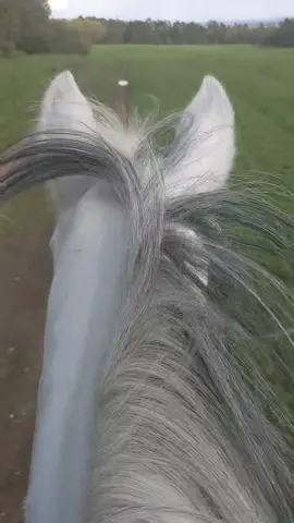 Nejkrásnější pocit ..#bezudidla #free #freedom #freeriding #riding #horse #mare #shagyaarab #whitehorse #iloveit #mylife #withmylove #nature #czechrepublic #horsemanship
