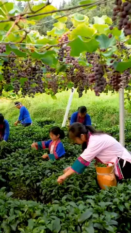 Smart Farmer Ideas Grape Interplanting Green Tea #LearnOnTikTok #amazing #neverseen 