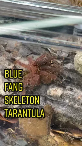 Blue Fang Skeleton Tarantula (Ephebopus cyanognathus) #everevolvingexotics #reptileshop #tucson #arizona #tarantulas #bluefangtarantula #tarantulatok #Ephebopuscyanognathus