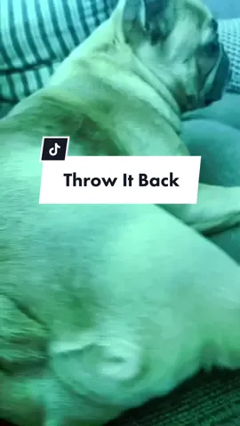 Do you know this one? Take notes.. #rickandmorty #frenchiesoftiktok #dogsoftiktok #dropitlikeitshot #dogdad #DogTraining #thotiana IB @Kash @somefrenchienamedapollo @somefrenchienamedapollo 