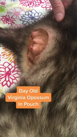 #wildlife #opossum #education #californiawildlifecenter #crazy 