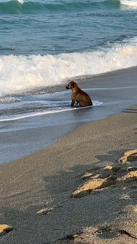 #fyp #dog #beach #summer2022 #turkey
