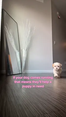 #puppycrying #puppyreaction #dogsoundreaction #cutepuppycheck #puppiesoftiktok #fyp 