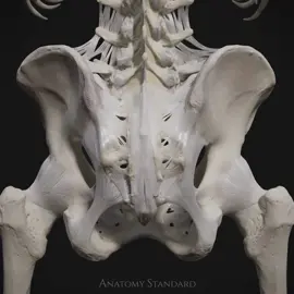 We have updated pelvic ligaments, so here is a turntable animation. Hope you like it! #ligaments #pelvis #hip #spine #anatomy #humananatomy #anatomystandard