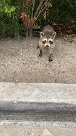 What did you miss from my Florida trip? This. If you dont have a trash panda high-fiveing you have you even lived? 