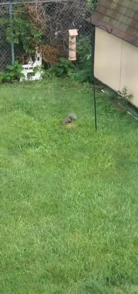 Just a squirrel fattening up for a hawk.