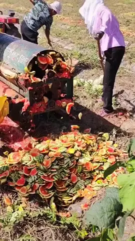 Gei Watermelon seeds (selling watermelon seeds)