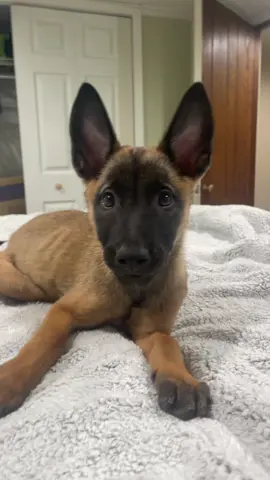 HOW IS HE THIS CUTE!? #belgianmalinois #malinois #puppy #cute #workingdog 