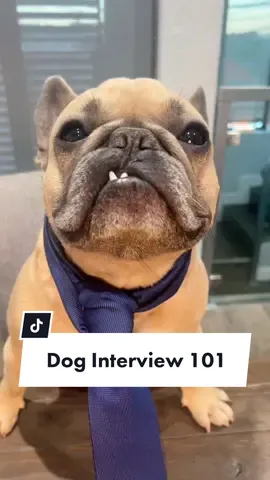 I think that went pretty well.. #interview #adopt #adoptorshopresponsibly #frenchiesoftiktok #dogsoftiktok #dogparent #dogdad #meankids @somefrenchienamedapollo @somefrenchienamedapollo 
