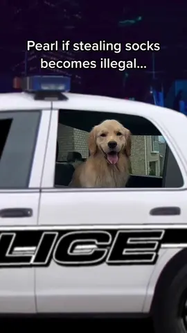 Innocent until proven guilty #lockedup #policecar #goldenretriever