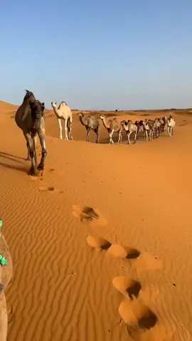 There’s something spectacular about exploring the Sahara by camel. 🐪 How many humps can you expect to see on a camel in Morocco sahara? 🤔 These beautiful creatures are dromedaries, also called the Arabian camel, and have only one hump. They are able to travel up to 160km (100 miles) without water. #INMERZOUGA #visitmorocco #Morocco #Maroc #Marokko #Marruecos #Marrocos #Marocco #المغرب #travelphotography #VisitMerzouga #MerzougaDesert #travelmorocco  #desert #deserto #sahara #merzouga #camels #sanddunes #moroccotrip #saharadesert #desertodelsahara #desertvibes #saharadesert #desertphotography  #merzougadesert #desertsunset  #merzougadesert #merzougadunes#Summer #المغرب #explore #fpy #fpyシ #الخليج #تيك_توك #travel #الامارات #offroad #summervibes 