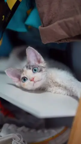 🥺 #cat#catsoftiktok #cats #catslovers #猫#猫可愛い #猫のいる暮らし 