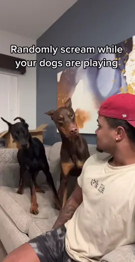 Wait for it 😂💀 #fyp#suavexavier#knox