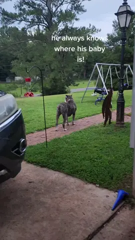 The best guardian she could have,  besides me of course! #Thor #presacanario #agirlandherdog #dog #dogsoftiktok #dogtok #fyp #foryou #viral #video #guarddog #protector #bestfriend 