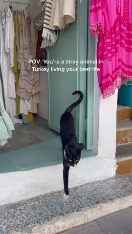 I love how well stray animals are looked after in Turkey.  Starbucks, Mango and other boutiques allow them to take shelter inside, they feed them and give them fresh water and there are even little fountains for cats in the streets 🥰 #turkeytiktok #strayanimals #adoptdontshop #animalwelfare #kindhearts #fyp #iloveanimalsmorethanhumans #straycatsoftiktok #straydogsofinstagram