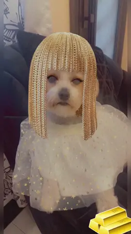 #dog#animal#of#tiktok#fyp#viral#