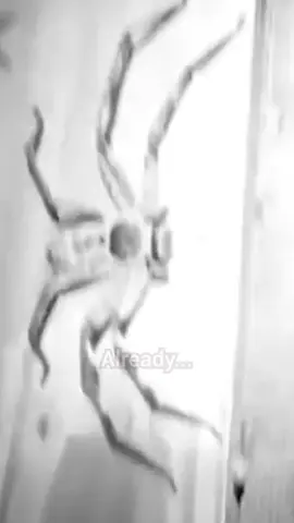 WHY I'LL NEVER GO TO AUSTRALIA #vtuber #australia #spider