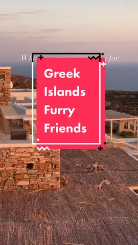 When in Greece- Pet all the kitties 🐈‍⬛ #greecetravel #aegeancat