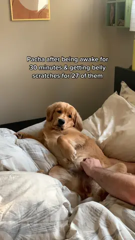 Being perfect is exhausting i need a break #goldenretriever #goldenpuppy #dogtok #puppiesoftiktok #dogsoftiktok #puppies #trendingsong #trending #PetsOfTikTok #funnyanimals #catsoftiktok #foryou #fyp 