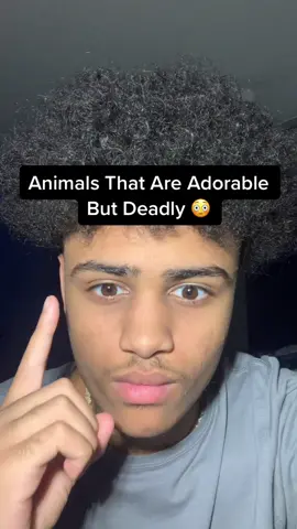Animals That Are Adorable But Deadly 😳 #fyp #xyzbca #viral #fypシ #foryoupage  
