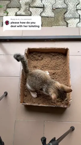Replying to @A_z  warning 🚨🚨 viewer’s discretion is adviced #litterbox #litterboxhack #litterboxtraining #cat #catsoftiktok #kitten #kittensoftiktok #newvideo #tutorial #litter #litterboxsetup