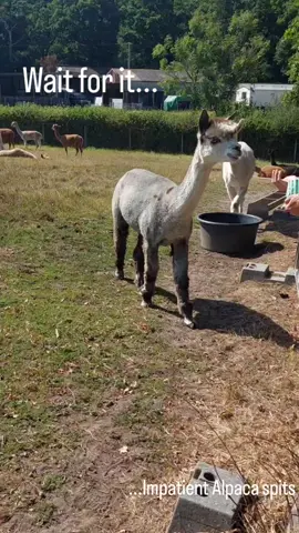 Yes Alpacas do spit especially when they want food! @alpacaly ever after #farmlife #farm #daytrip #alpaca #animals #funnyvideos #spitting #lol #yuck #Love #food #hampshire #OhNo #dontlaughchallenge