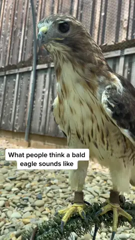 Media often plays the red-tail hawk call while showing a bald eagle. Keowah and Challenger are here to set the record straight. Listen to the difference in their calls!#birds #birdsoftiktok #fyp #foryou #raptors #aef #rescue #wildlife #eagle #hawk 