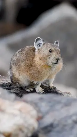 American #Pika collecting food in #rockymountainnationalpark 