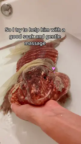 (Old video) #sheddingseason #reptile #reptiles #reptiletiktok #lizard #tegu #tegulizard #reptiletiktok #tegu #tegulizard #PetsOfTikTok #dragon #pets #reptilekeeper #reptilelover #reptilemom
