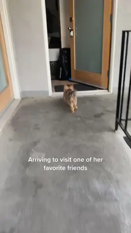 Stopping by one of her besties to say hello #yorkie  #yorkiesoftiktok #dog #dogsoftiktok 