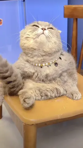 😊 #cat#catsoftiktok #cats #catslovers #猫#猫可愛い #猫のいる暮らし 