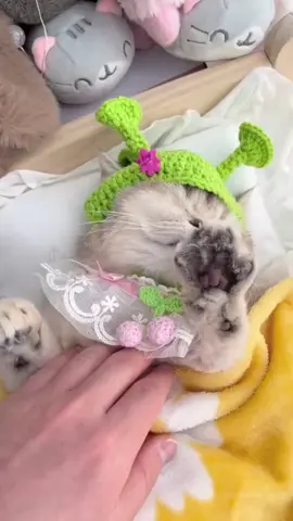 #cat#fpy#caut