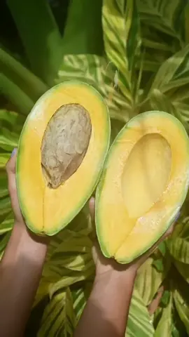 Alpukat Mentega. Kamu lebih suka di buat jus atau apa nih?? #fyp #bibittanaman #berkebun #petani #tanamanviral #bibitmurah #tabulampot #buahlokalindonesia #kebunku #panen #petani #alpukatkocok