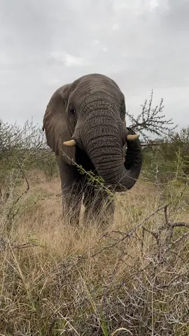 Enjoy a moment of peaceful bush sounds and Mambo’s munching and crunching in the African wilderness 💚🐘 #elephants #elephant #southafrica #herdsouthafrica 