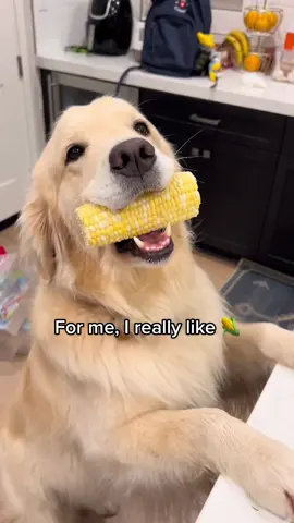 I didnt know maui loves corn until i tried this trend on him 😂#newdiscovery #itscorn #goldenretriever #funnyvideos