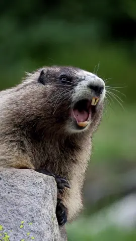 Marmot Screaming 🔊😂 #marmotscreaming #marmot #marmotok #wildlifecinematography #wildlife #wildlifevideography #nationalgeographic #natgeo @National Geographic @Canon #mountrainier @bbcearth