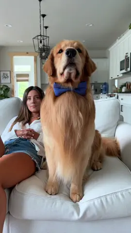 If you votes for me…all of your chimken dreams will come true🍗 Link in bio! #dogsoftiktok @americaninfluencerawards