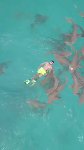 Swimming with sharks 🦈😍.. would you do it ? ها شو رايكم بالتجربة .. بتجربونها ؟😂❤️