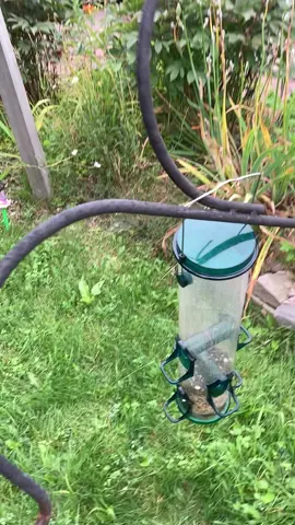 I think a bear attacked my birdfeeder stand LOL #Bears #Summer #Follow #Autumn #Bird #Food #Theater #Nature #Natural #Minnesota #Duluth #North #Northland #Northwood #Woods #Fun #LOL #Funny #Surprise ##scared##Pumpkin##Home##House##Decor##Decoration##Cute##Pretty##Orange##Flower##Garden##Yard##Porch#p#picture
