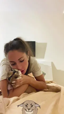 Время целоваться 😅❤️ Глистов не боюсь 😅😅😅 может похудею 😂😂😂#caracalcat #wildanimals #bigcat 