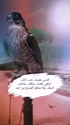 #تصميمي #اكسبلورر #ابداعاتي #تصاميم_فيديوهات🎵🎤🎬 #اكسبلورexplore #تميز #فخامة #شيلات_روعه_خواطر_ذوق #اكسبلور #مالحد_منه_الله_الي_عزنا